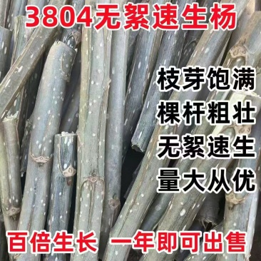 速生杨树苗3804杨树苗白杨树苗无絮园林绿化树苗扦插条