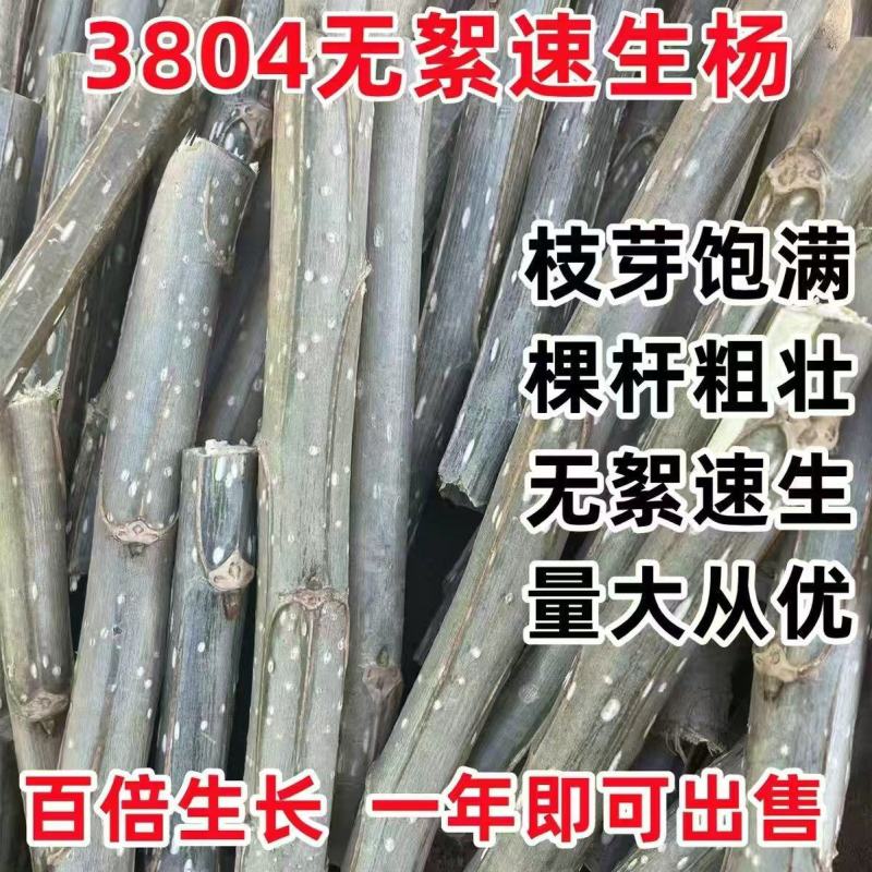 速生杨树苗3804杨树苗白杨树苗无絮园林绿化树苗扦插条