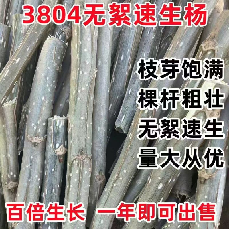 速生杨树苗3804杨树苗白杨树苗无絮园林绿化树苗扦插条