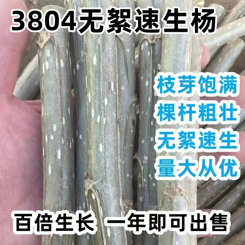 速生杨树苗3804杨树苗白杨树苗无絮园林绿化树苗扦插条