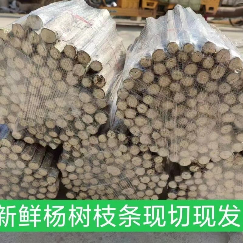 速生杨树苗3804杨树苗白杨树苗无絮园林绿化树苗扦插条