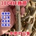 速生杨树苗3804杨树苗白杨树苗无絮园林绿化树苗扦插条