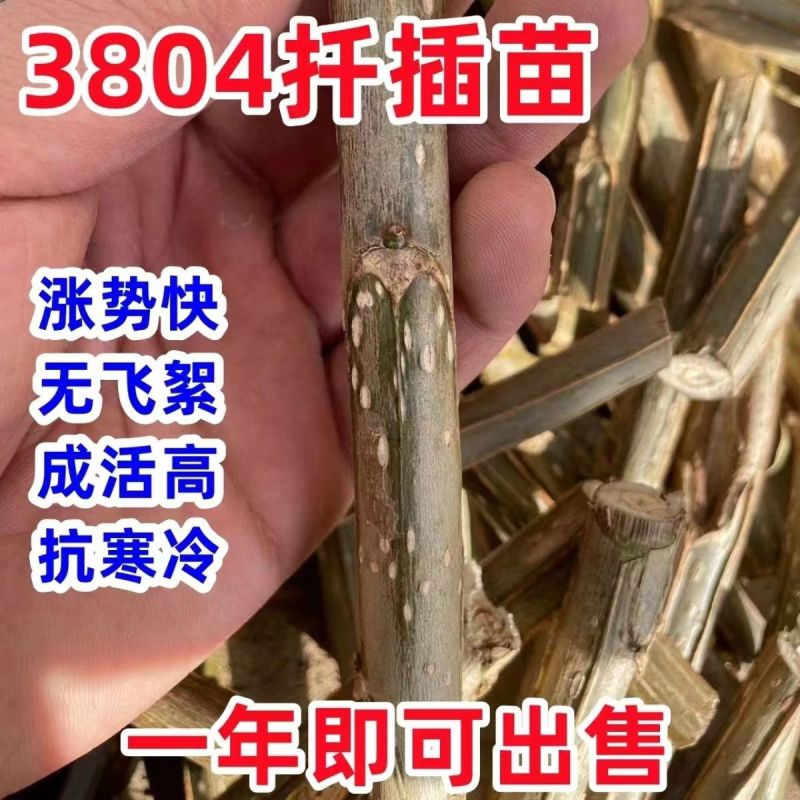 速生杨树苗3804杨树苗白杨树苗无絮园林绿化树苗扦插条