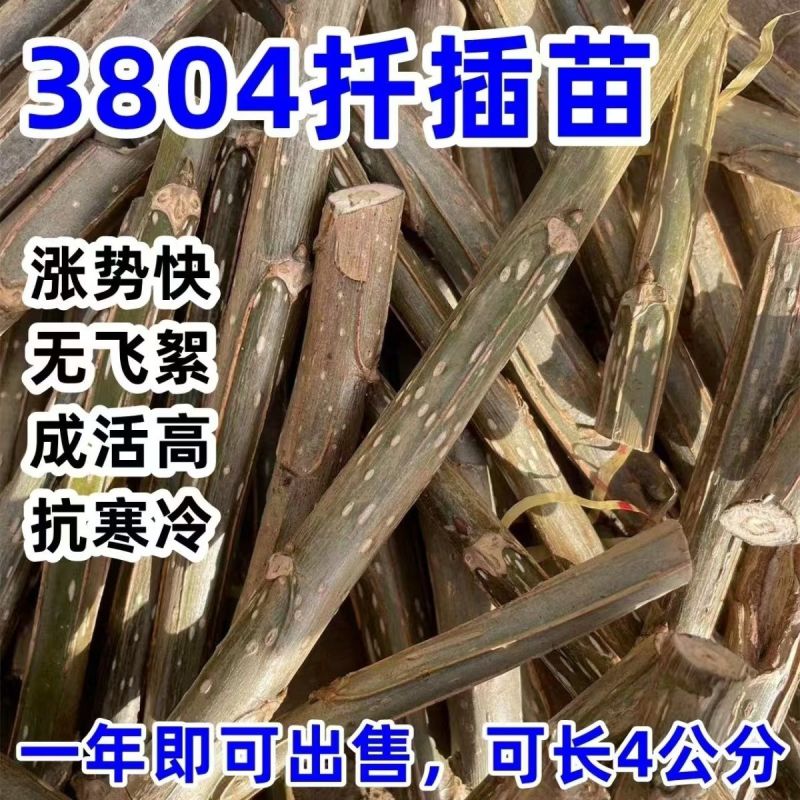 速生杨树苗3804杨树苗白杨树苗无絮园林绿化树苗扦插条