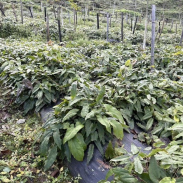 淫羊藿，基地直供，量大从优