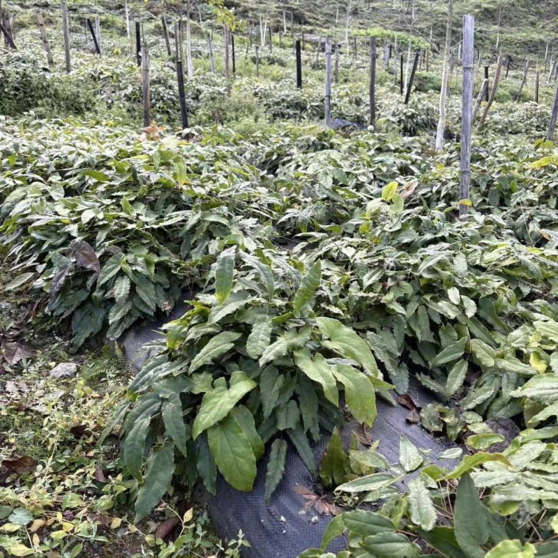 淫羊藿，基地直供，量大从优