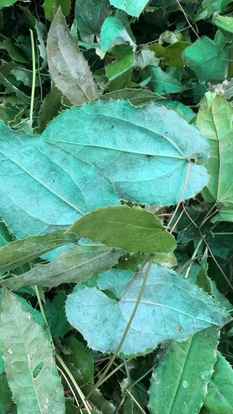淫羊藿，基地直供，量大从优