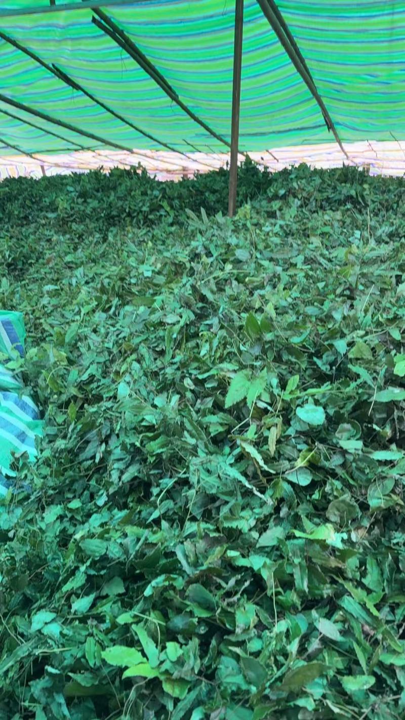 淫羊藿，基地直供，量大从优