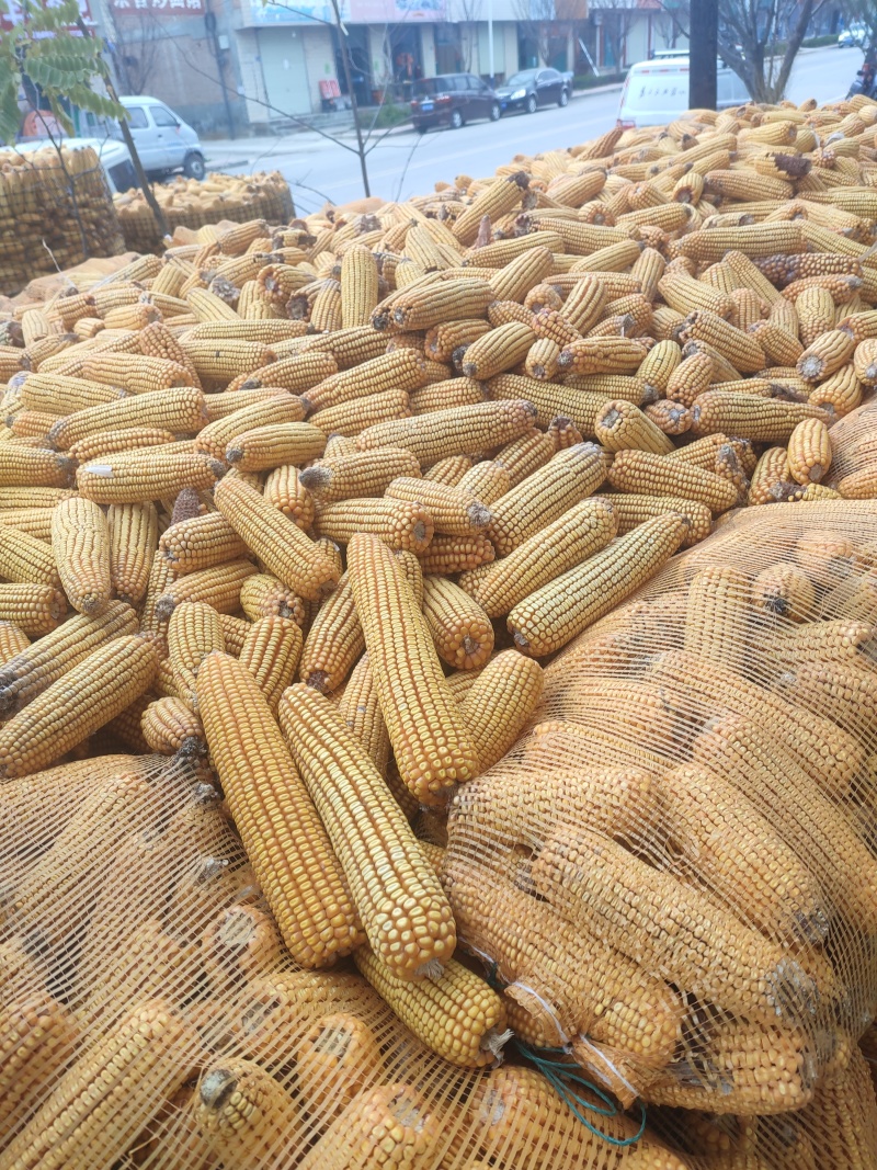 农家玉米棒