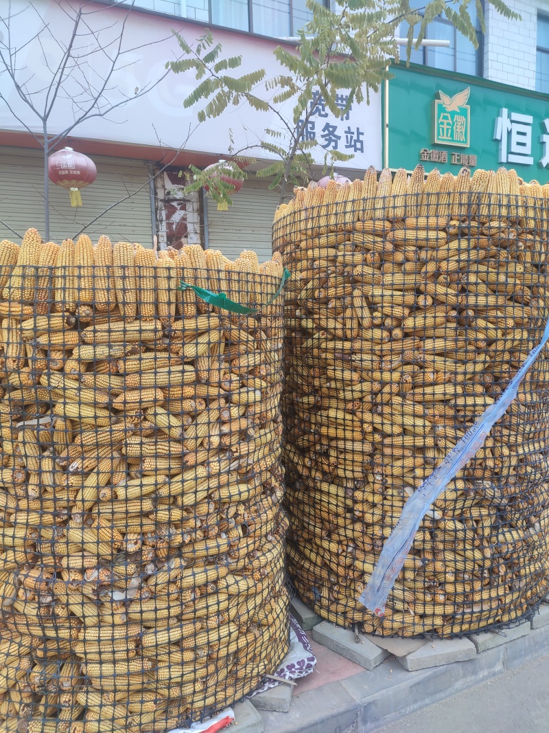 农家玉米棒