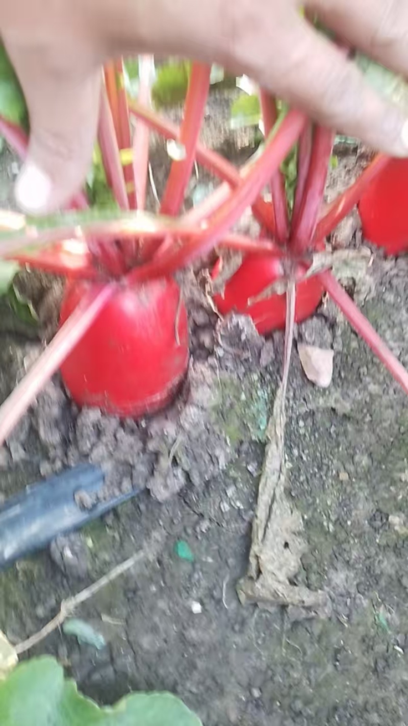 出售冷库存红皮萝卜