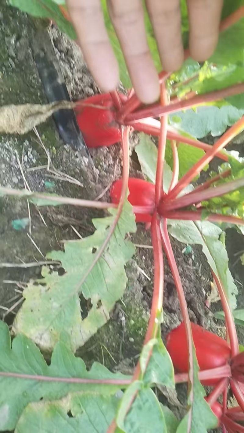 出售冷库存红皮萝卜