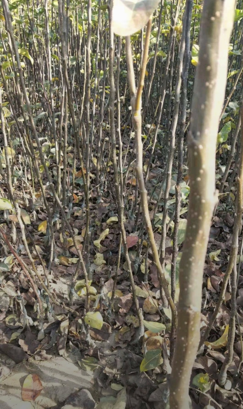 秋月梨苗晚熟品种皮薄肉厚汁水多入口即化果子个头大包邮