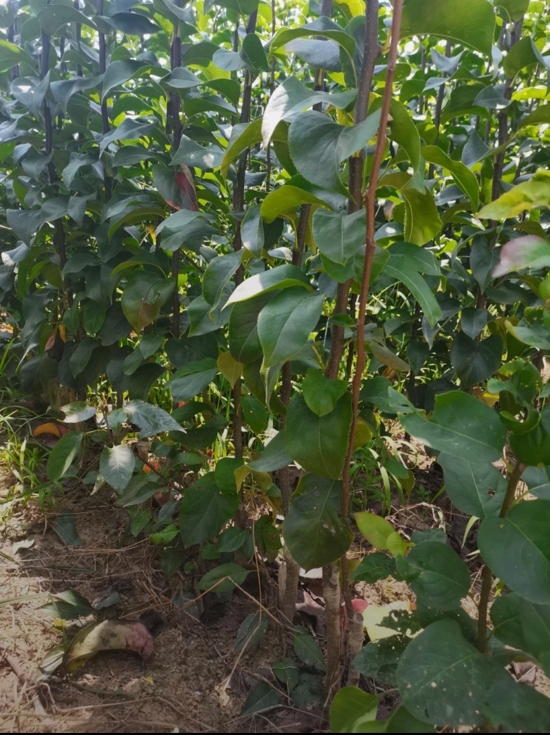 秋月梨苗晚熟品种皮薄肉厚汁水多入口即化果子个头大包邮