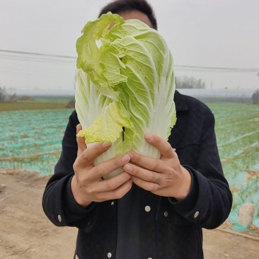 大白菜