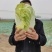 大白菜