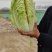 大白菜