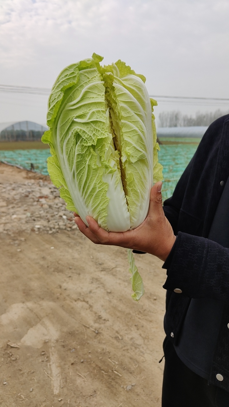 大白菜