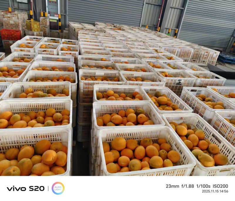 湖北脐橙纽荷尔橙子电商代发，可供市场，产地低价大量上市中