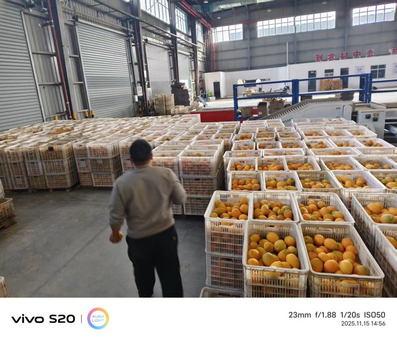 湖北脐橙纽荷尔橙子电商代发，可供市场，产地低价大量上市中
