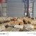 湖北脐橙纽荷尔橙子电商代发，可供市场，产地低价大量上市中
