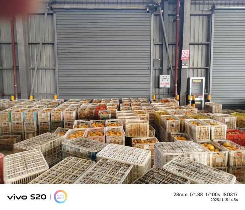湖北脐橙纽荷尔橙子电商代发，可供市场，产地低价大量上市中