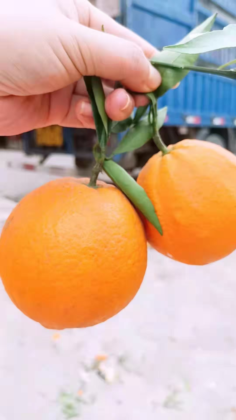湖北脐橙纽荷尔橙子电商代发，可供市场，产地低价大量上市中