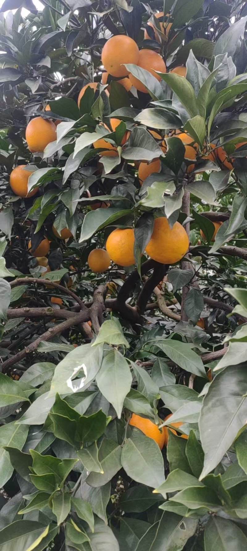 湖北脐橙纽荷尔橙子电商代发，可供市场，产地低价大量上市中
