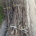 枣树苗优质矮化冬枣苗蟠枣苗八八红枣包成活基地现挖