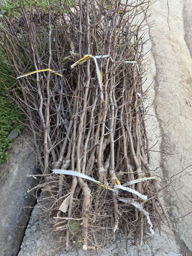枣树苗优质矮化冬枣苗蟠枣苗八八红枣包成活基地现挖