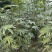 无花果树苗波姬红金奥芬布兰瑞克青皮斯特拉大巴