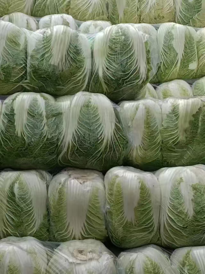 湖北黄心白菜低价大量供应各地市场，电商商超等品质保证