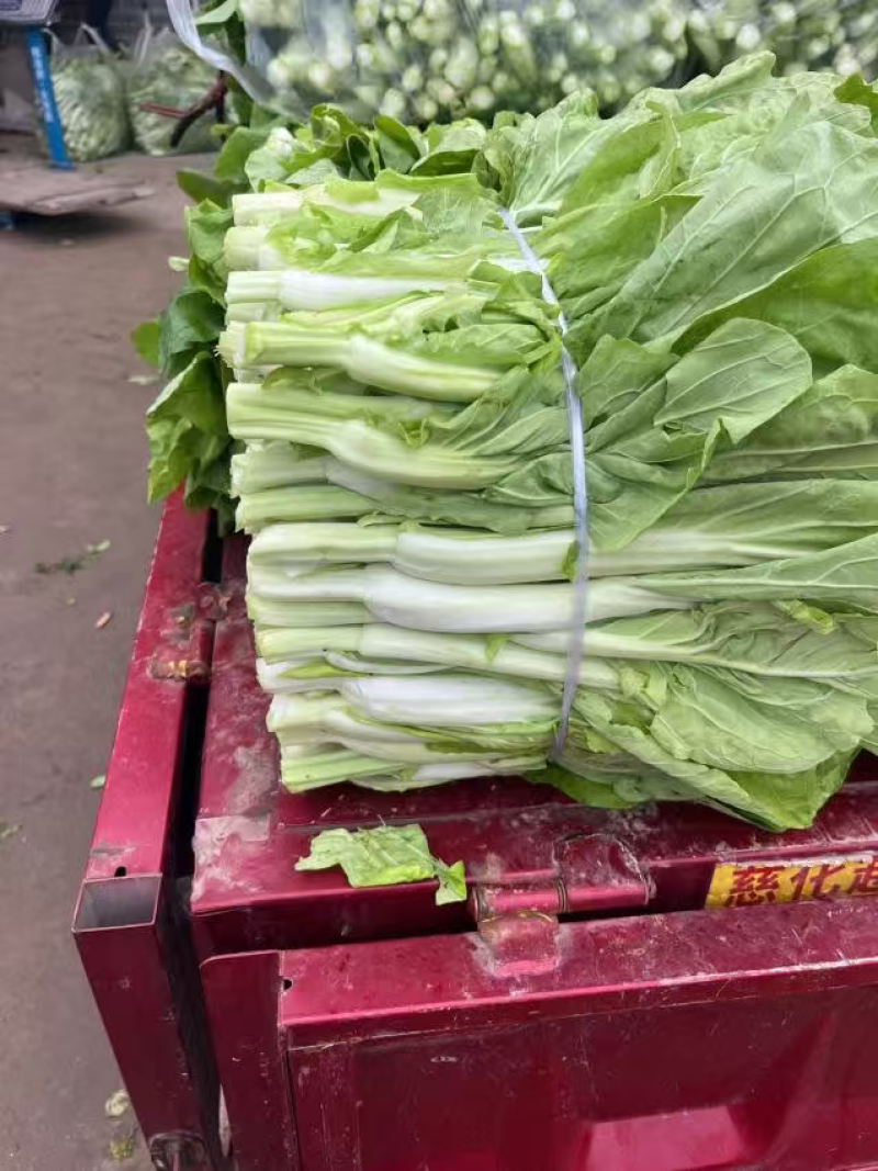 湖北白菜苔新鲜翠绿，量大价低货量充足供应各大档口商超电商