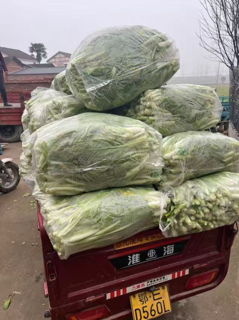 湖北白菜苔新鲜翠绿，量大价低货量充足供应各大档口商超电商