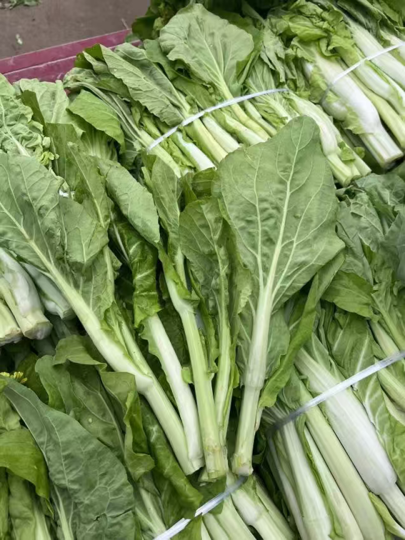 湖北白菜苔新鲜翠绿，量大价低货量充足供应各大档口商超电商