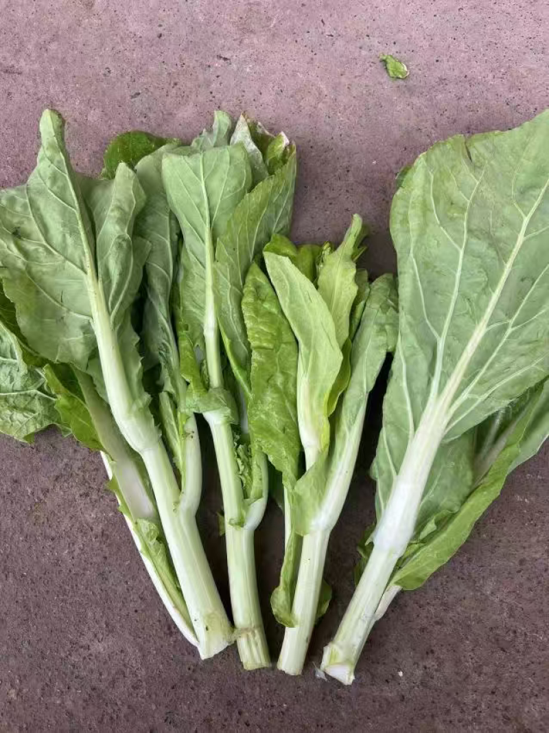 湖北白菜苔新鲜翠绿，量大价低货量充足供应各大档口商超电商