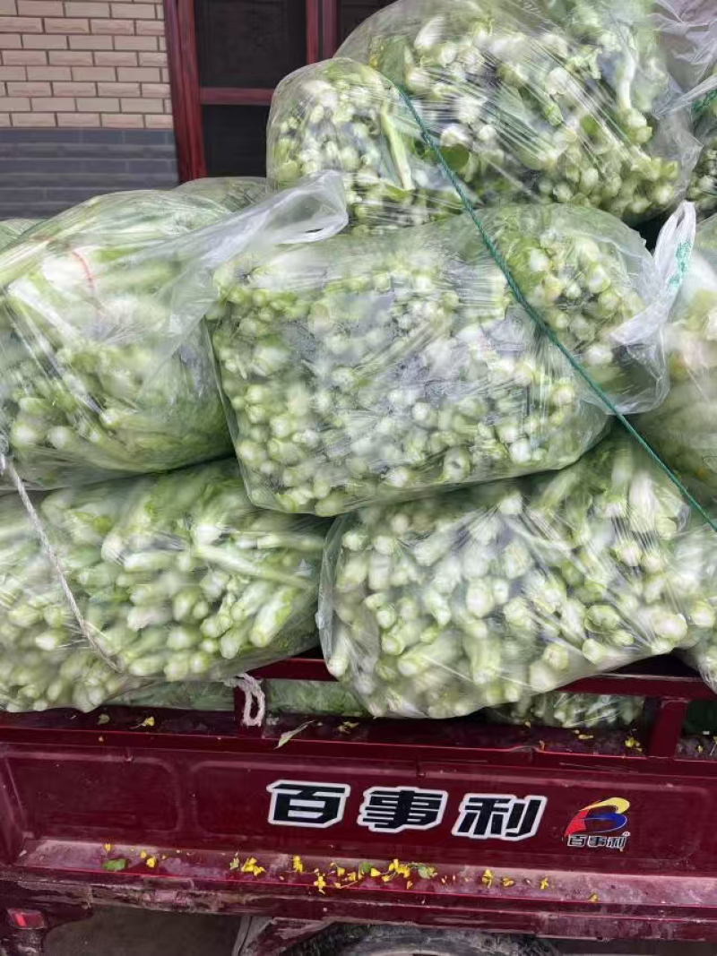 湖北白菜苔新鲜翠绿，量大价低货量充足供应各大档口商超电商