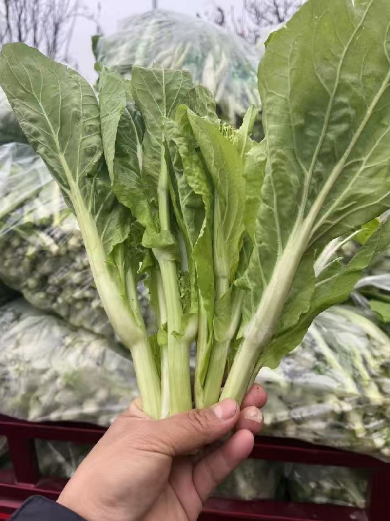 湖北白菜苔新鲜翠绿，量大价低货量充足供应各大档口商超电商