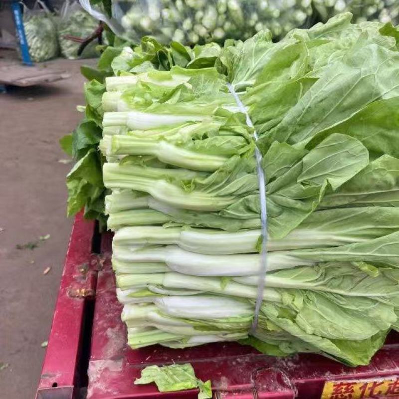 湖北白菜苔新鲜翠绿，量大价低货量充足供应各大档口商超电商