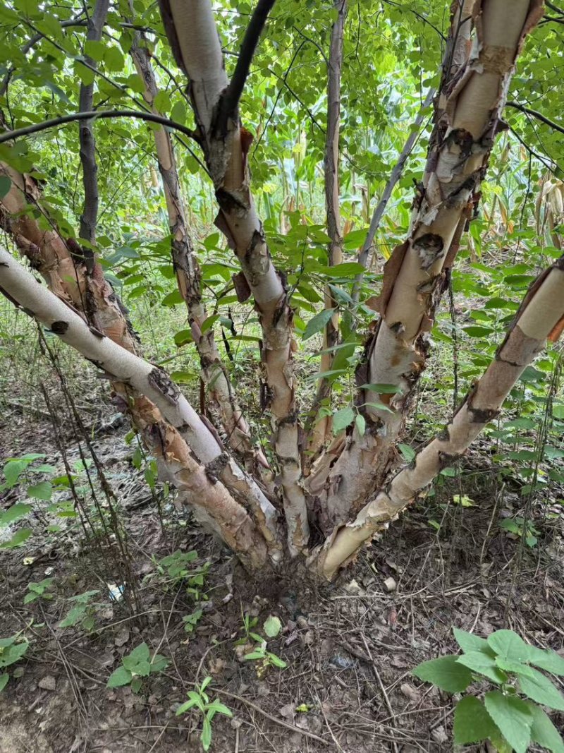 丛生河桦，高度8-9米，产地直销，精品树形，各种规格齐全