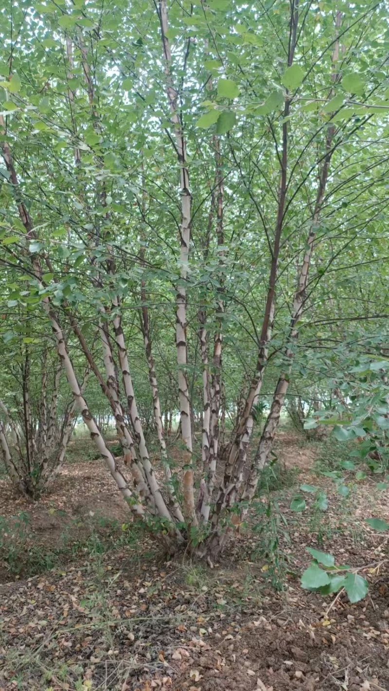 丛生河桦，高度8-9米，产地直销，精品树形，各种规格齐全