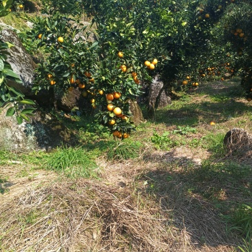 酉阳脐橙