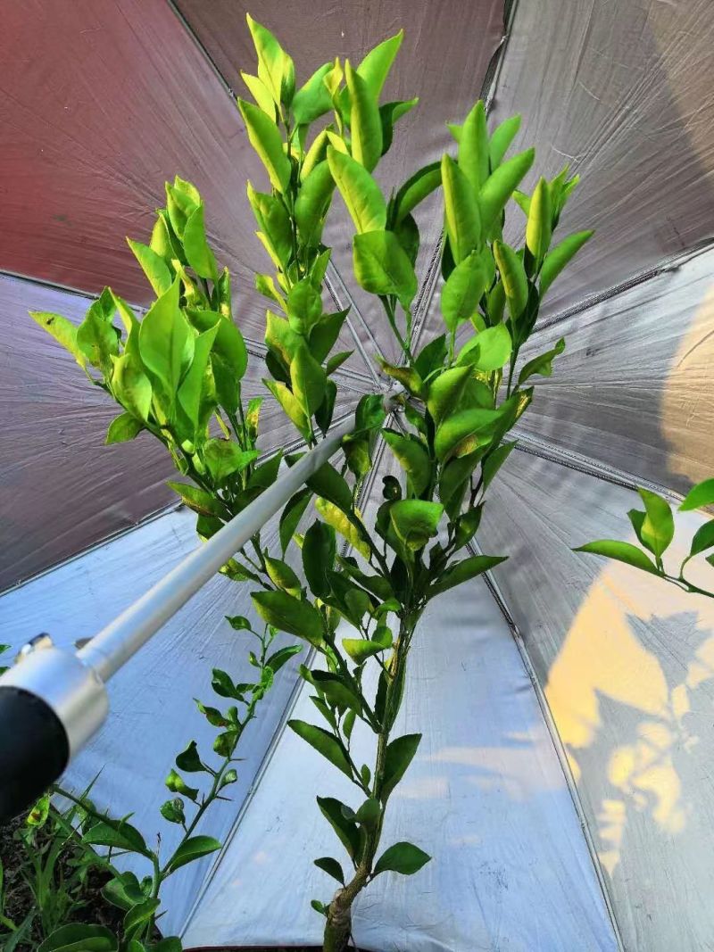 耙耙柑苗嫁接苗品种保证现挖现发保湿发货快递包邮