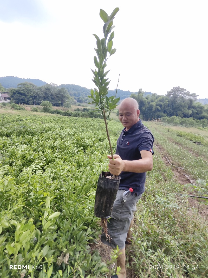 耙耙柑苗嫁接苗品种保证现挖现发保湿发货快递包邮