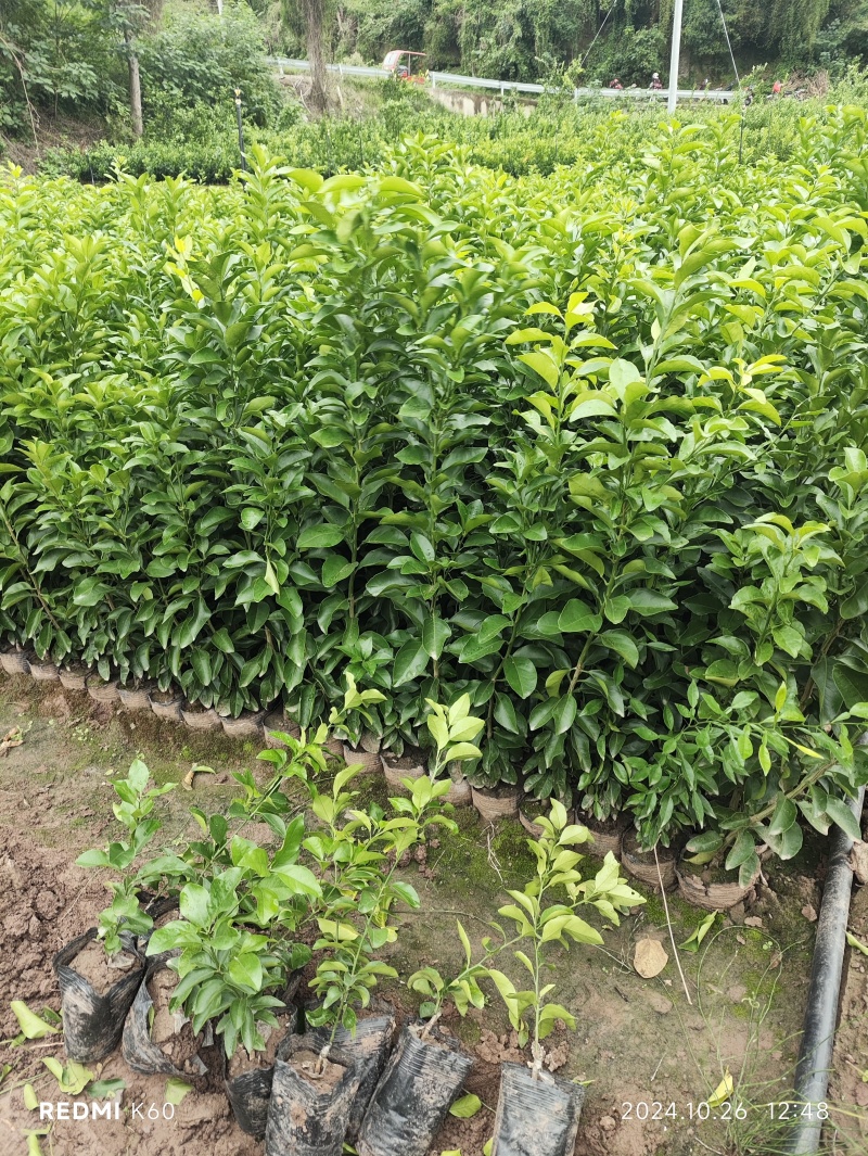 耙耙柑苗嫁接苗品种保证现挖现发保湿发货快递包邮