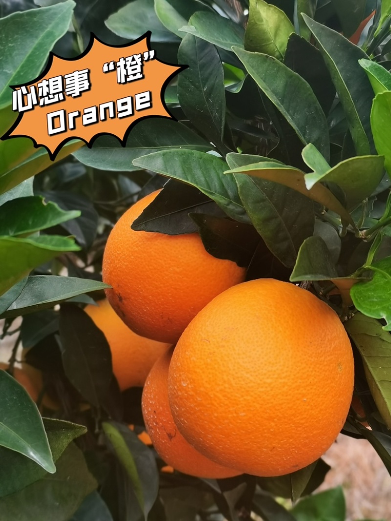 古田香峰祥雾脐橙