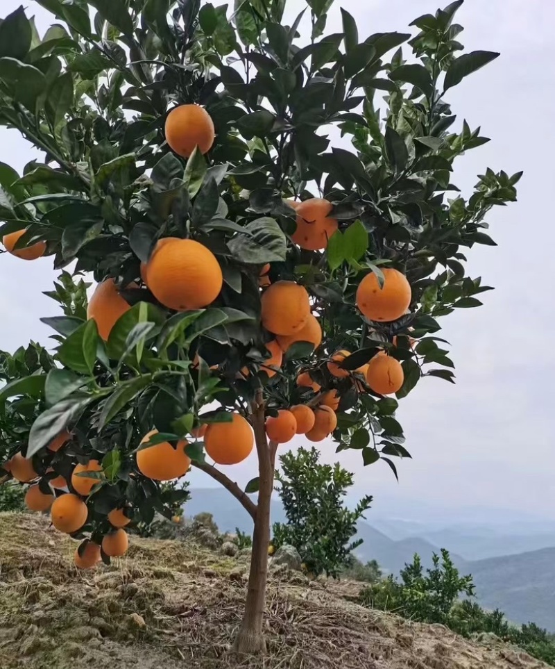 古田香峰祥雾脐橙