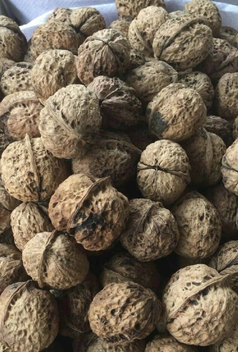云南大姚山咔品种核桃产地直发量大从优可视频看货对接