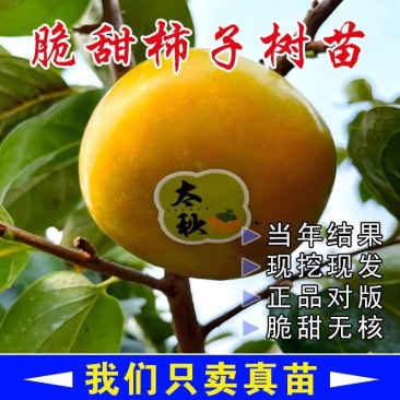 太秋柿子树苗基地直发一手货源保证品种