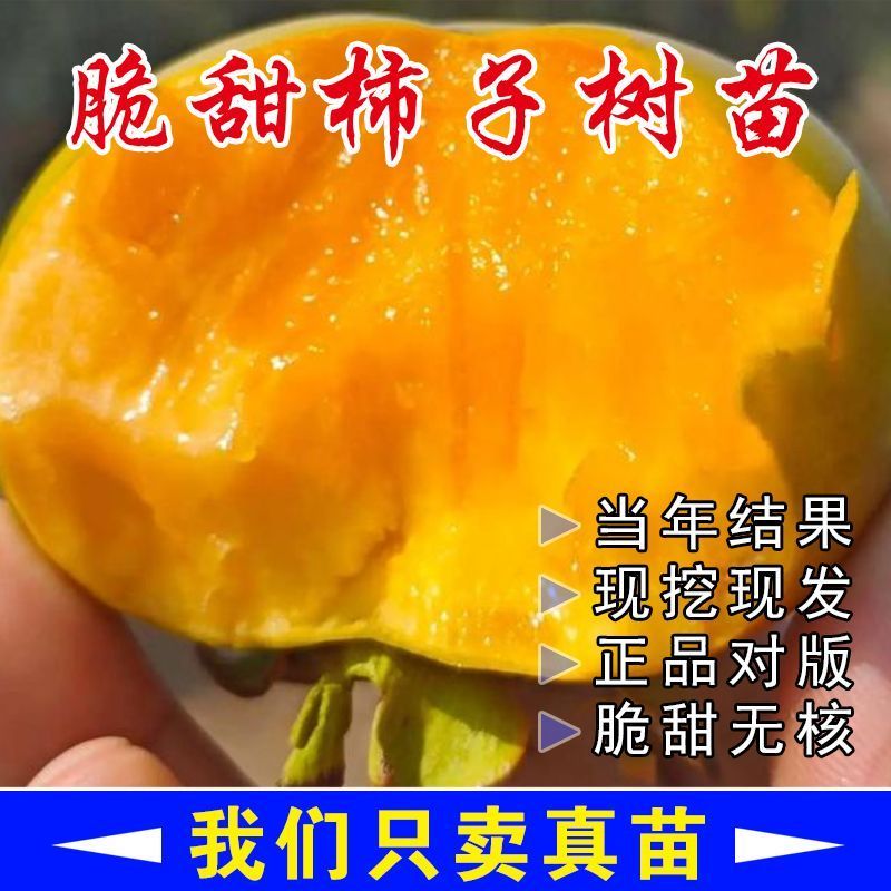太秋柿子树苗基地直发一手货源保证品种